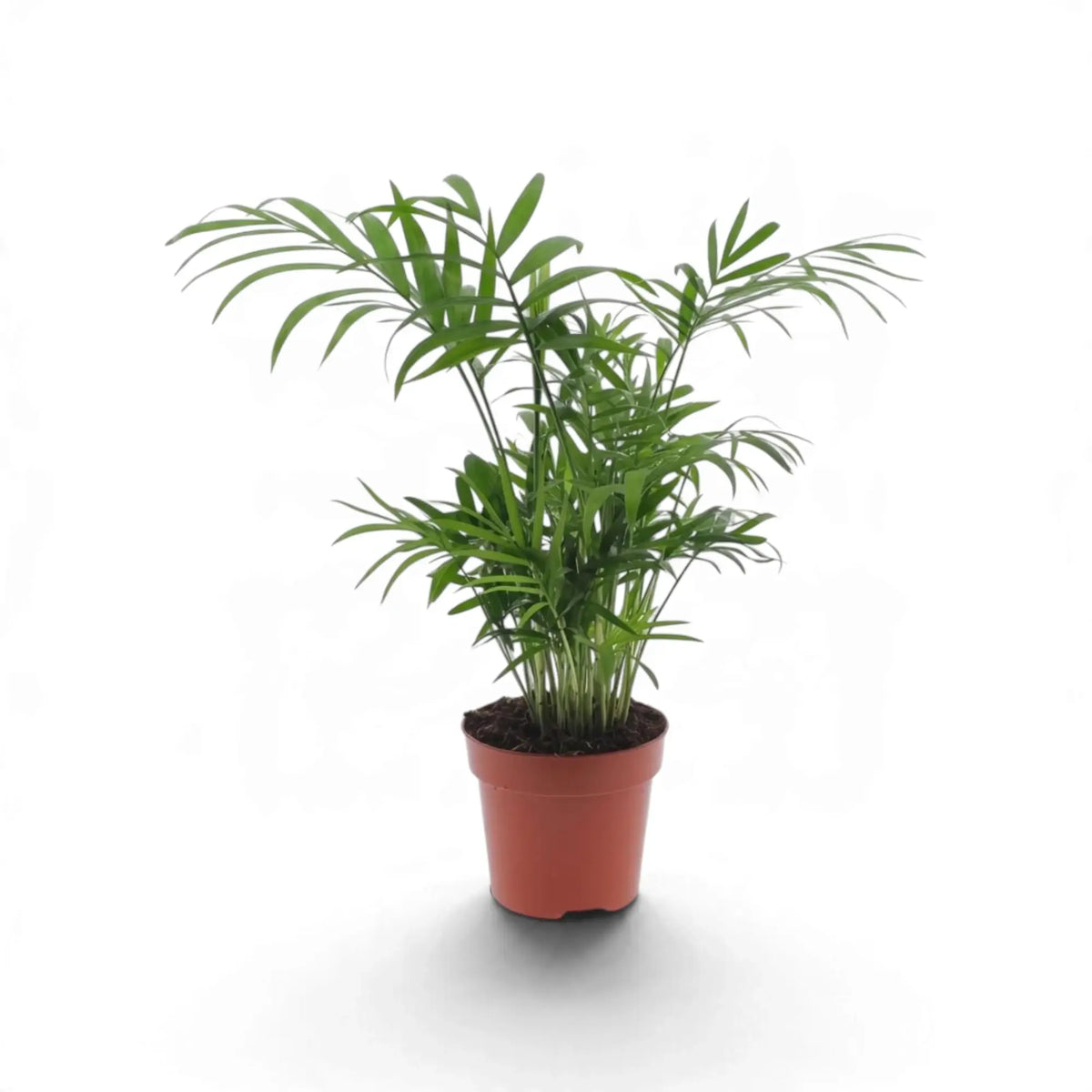 Chamaedorea elegans in a reddish nursery pot with a compact crown of arching feathery fronds