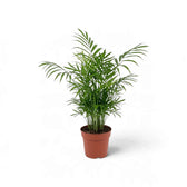 Compact Chamaedorea elegans in an orange nursery pot with several outward-curving green fronds