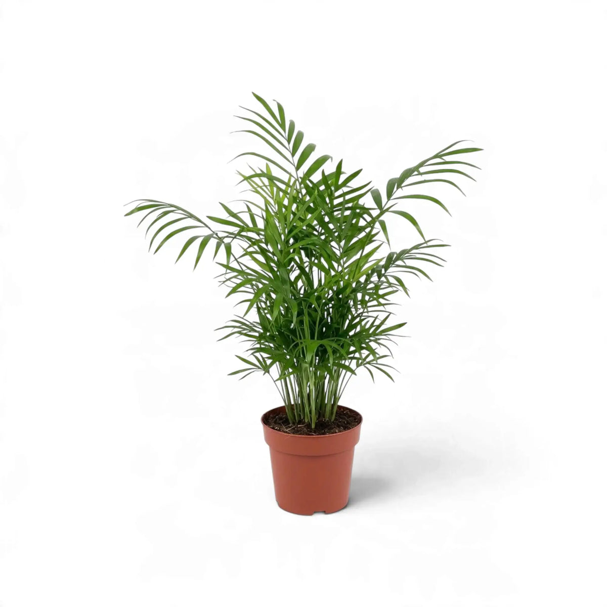 Compact Chamaedorea elegans in an orange nursery pot with several outward-curving green fronds