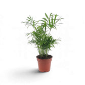 Young Chamaedorea elegans in an orange nursery pot with a loose cluster of leafy stems