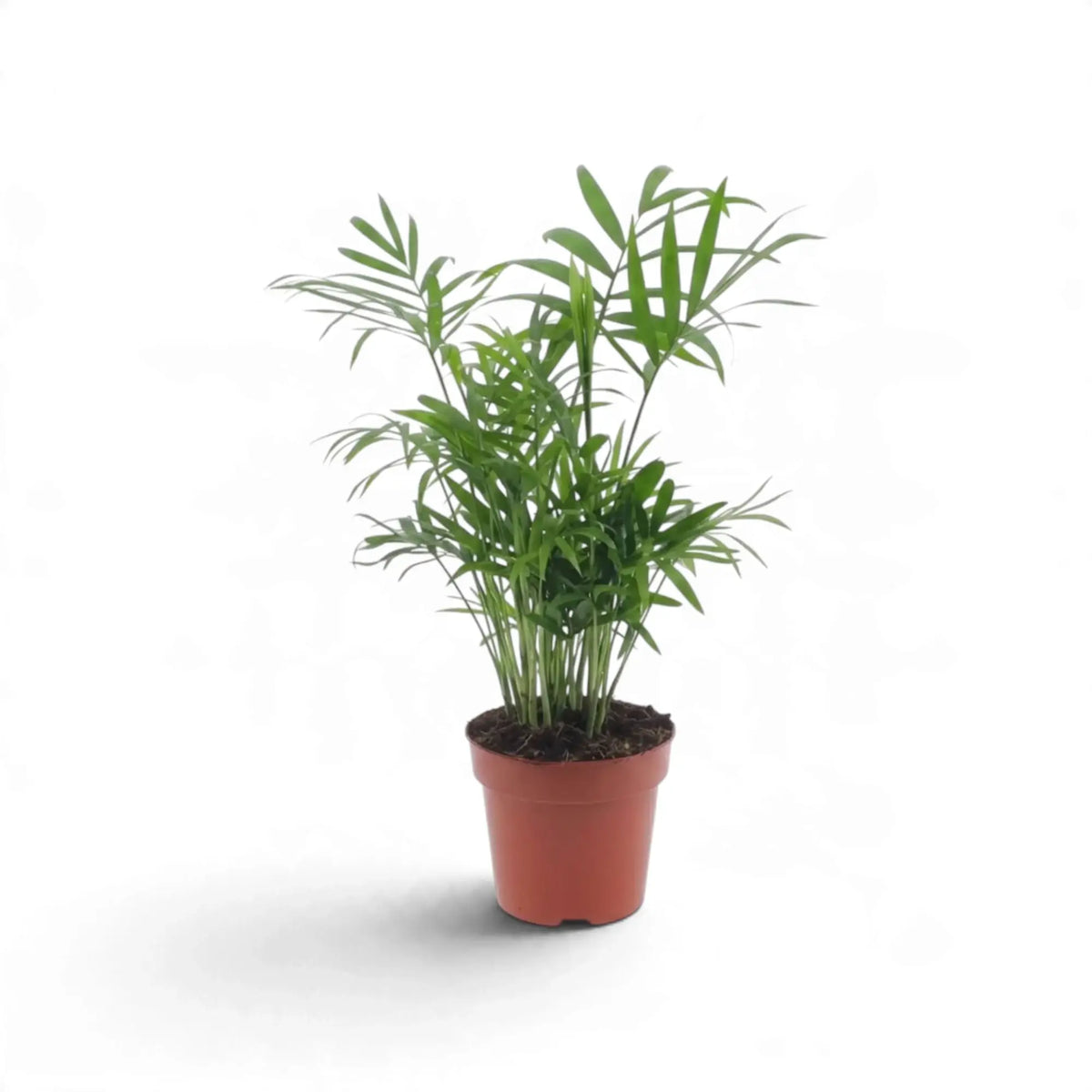 Young Chamaedorea elegans in an orange nursery pot with a loose cluster of leafy stems