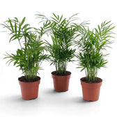 Three medium Chamaedorea elegans parlour palms in terracotta-coloured nursery pots