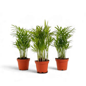 Three small Chamaedorea elegans palms in reddish pots with fresh yellow-green fronds