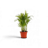 Small Chamaedorea elegans palm in an orange nursery pot with light green upright fronds