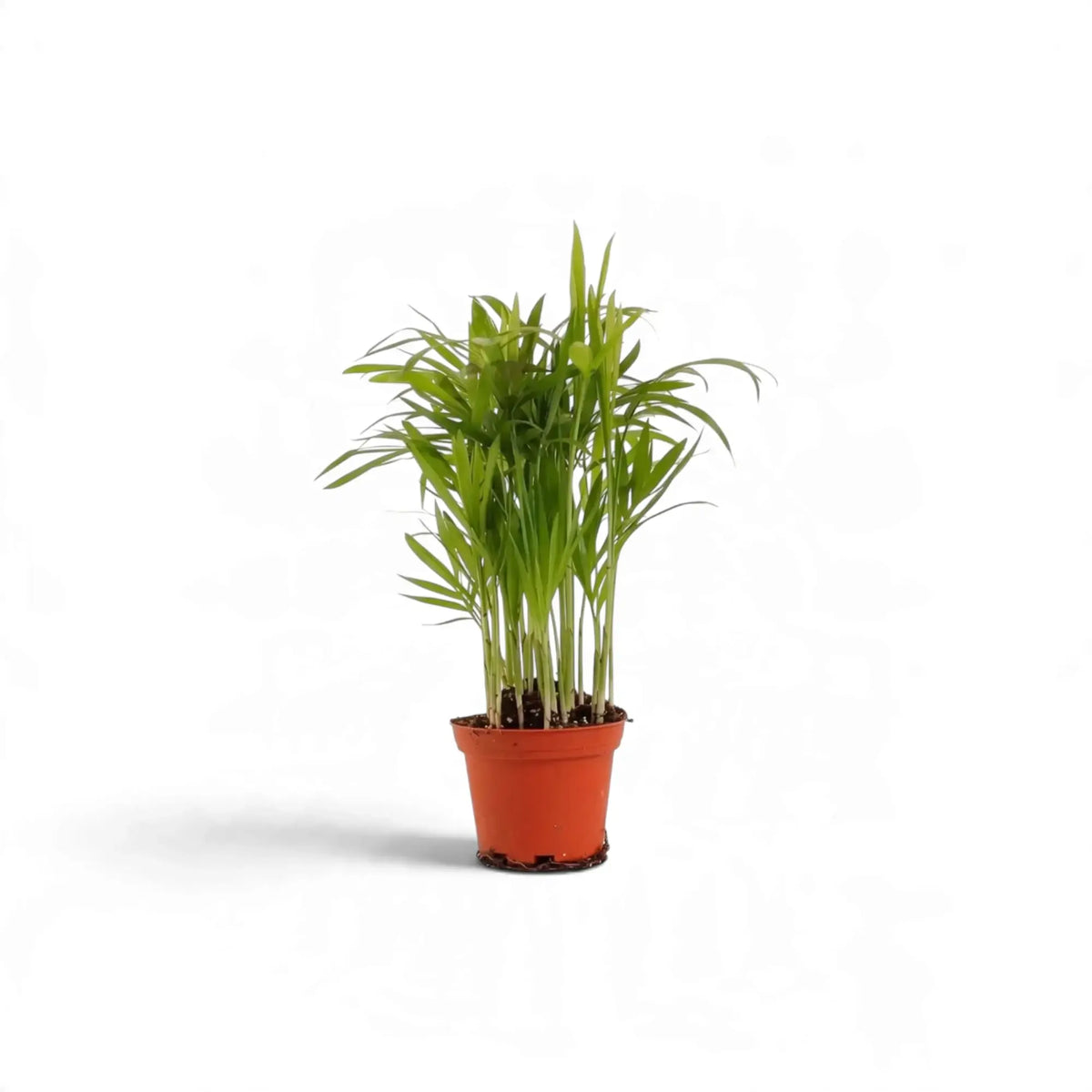 Small Chamaedorea elegans palm in an orange nursery pot with light green upright fronds