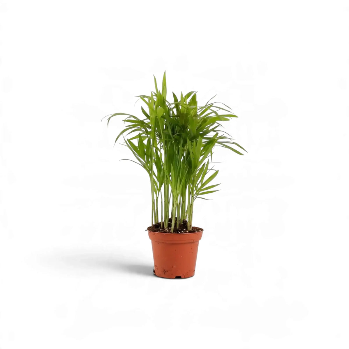 Young Chamaedorea elegans palm with narrow pale green fronds in a small orange nursery pot