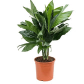 Chamaedorea metallica potted plant in nursery pot on white background.