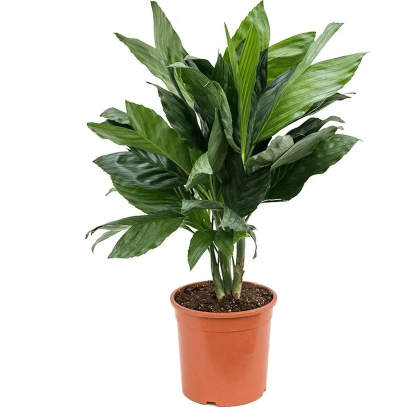 Chamaedorea metallica potted plant in nursery pot on white background.