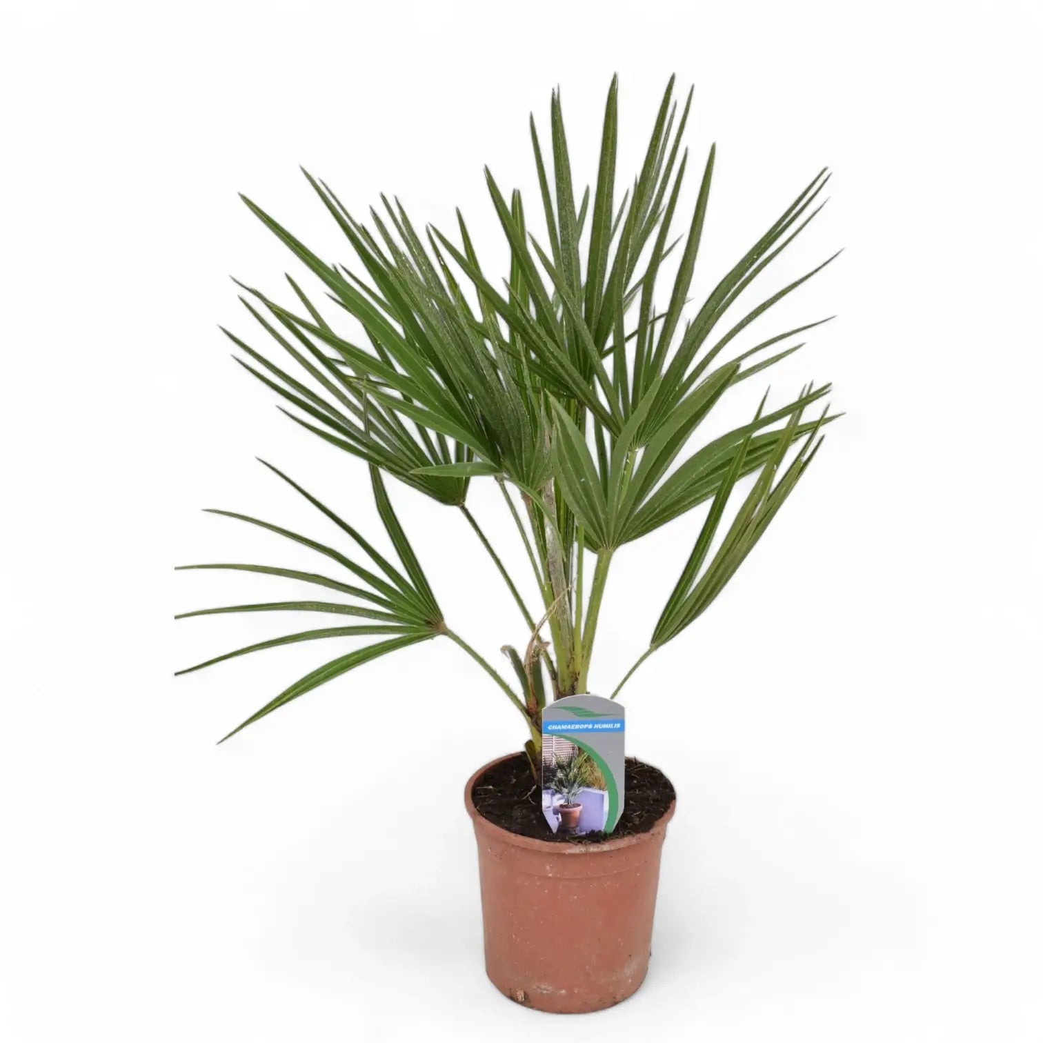 Chamaerops humilis potted plant in nursery pot on white background.
