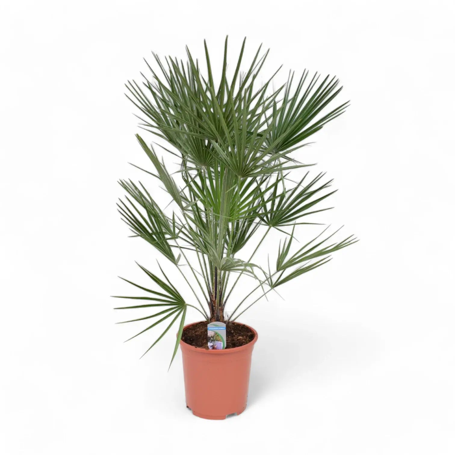 Chamaerops humilis potted plant in nursery pot on white background.
