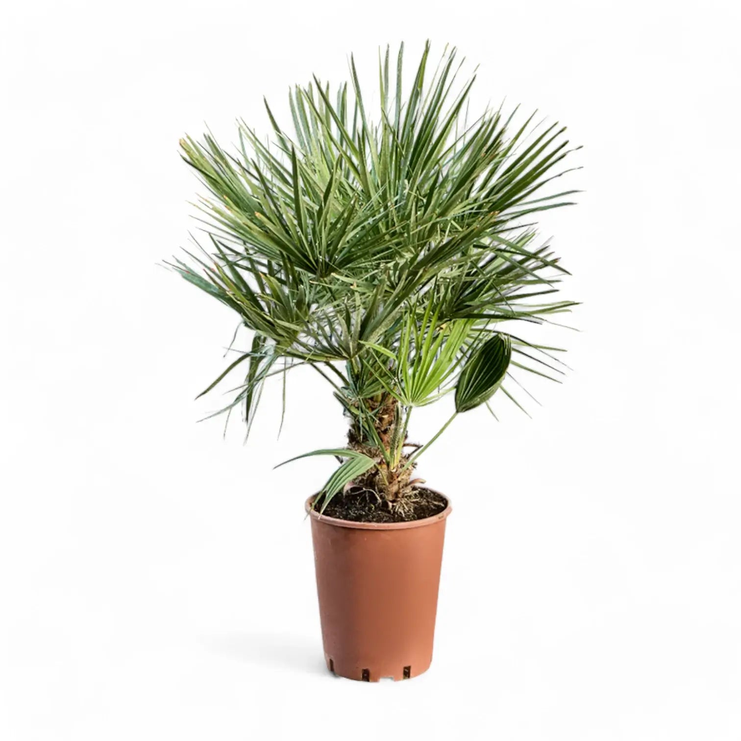 Chamaerops humilis potted plant in nursery pot on white background.