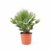 Chamaerops humilis potted plant in nursery pot on white background.