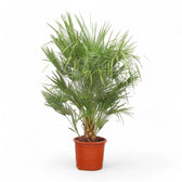 Chamaerops humilis potted plant in nursery pot on white background.