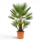 Chamaerops humilis, Europäische Zwergpalme als sehr große Pflanze im Kulturtopf.