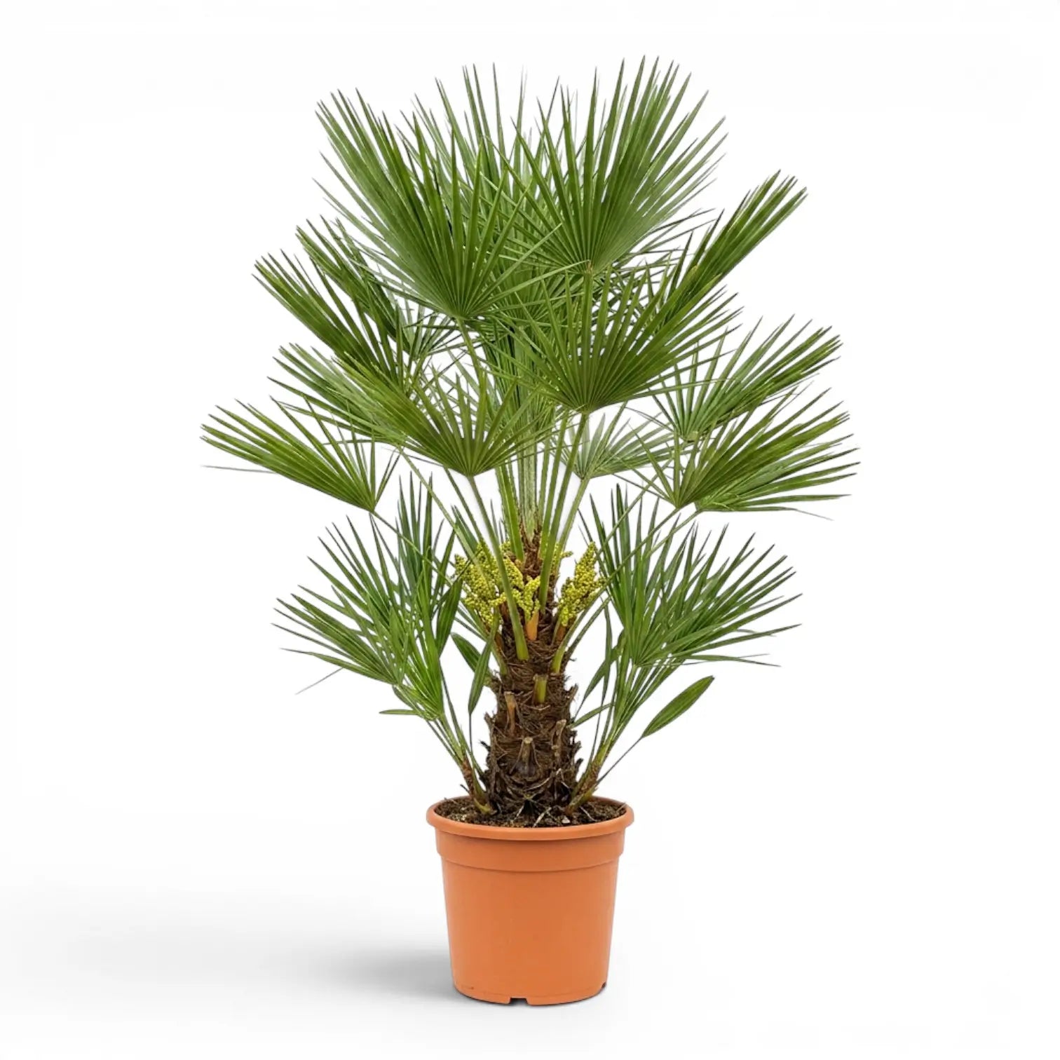 Chamaerops humilis, Europäische Zwergpalme als sehr große Pflanze im Kulturtopf.