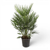 Chamaerops humilis, Europäische Zwergpalme als sehr große Pflanze im Kulturtopf.