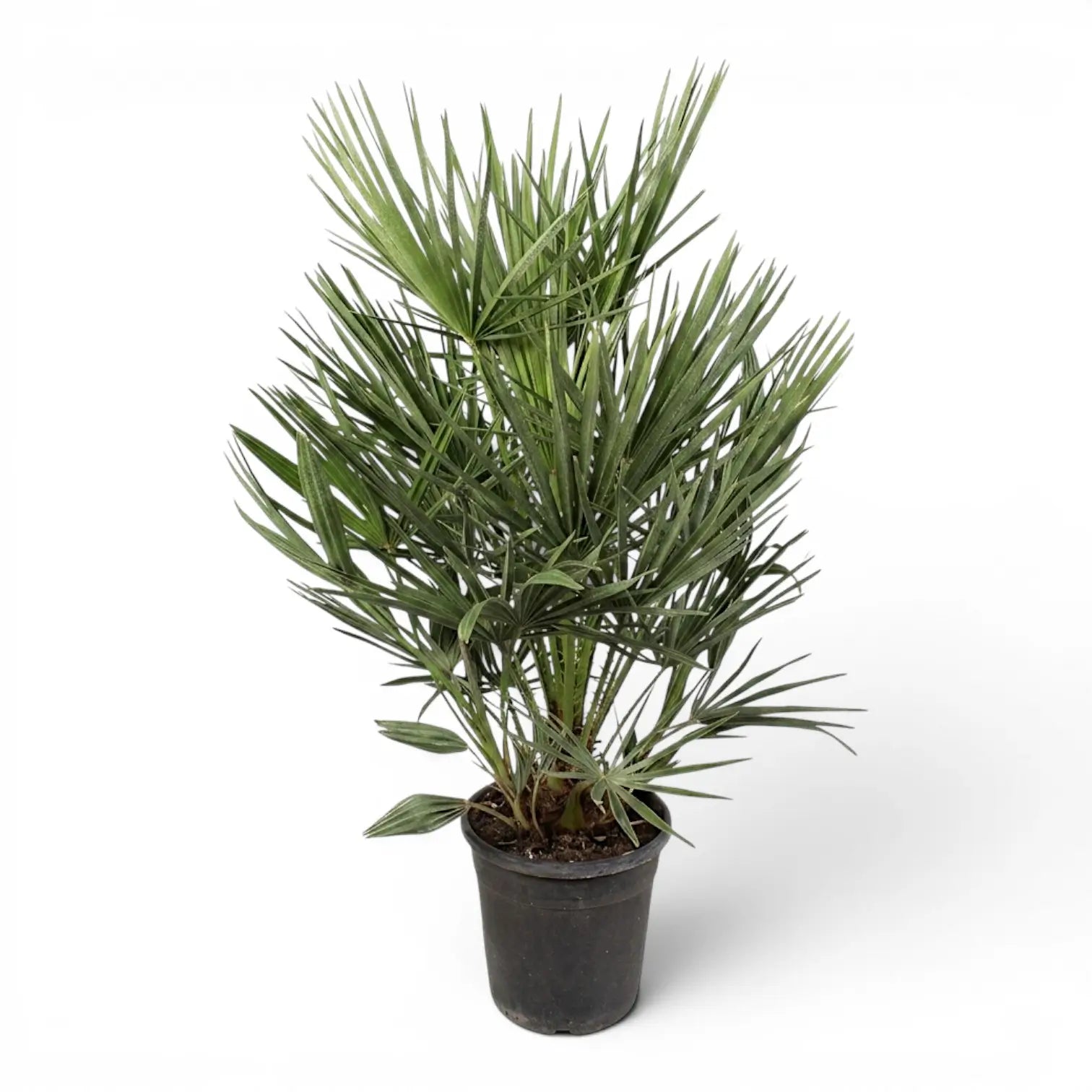 Chamaerops humilis, Europäische Zwergpalme als sehr große Pflanze im Kulturtopf.