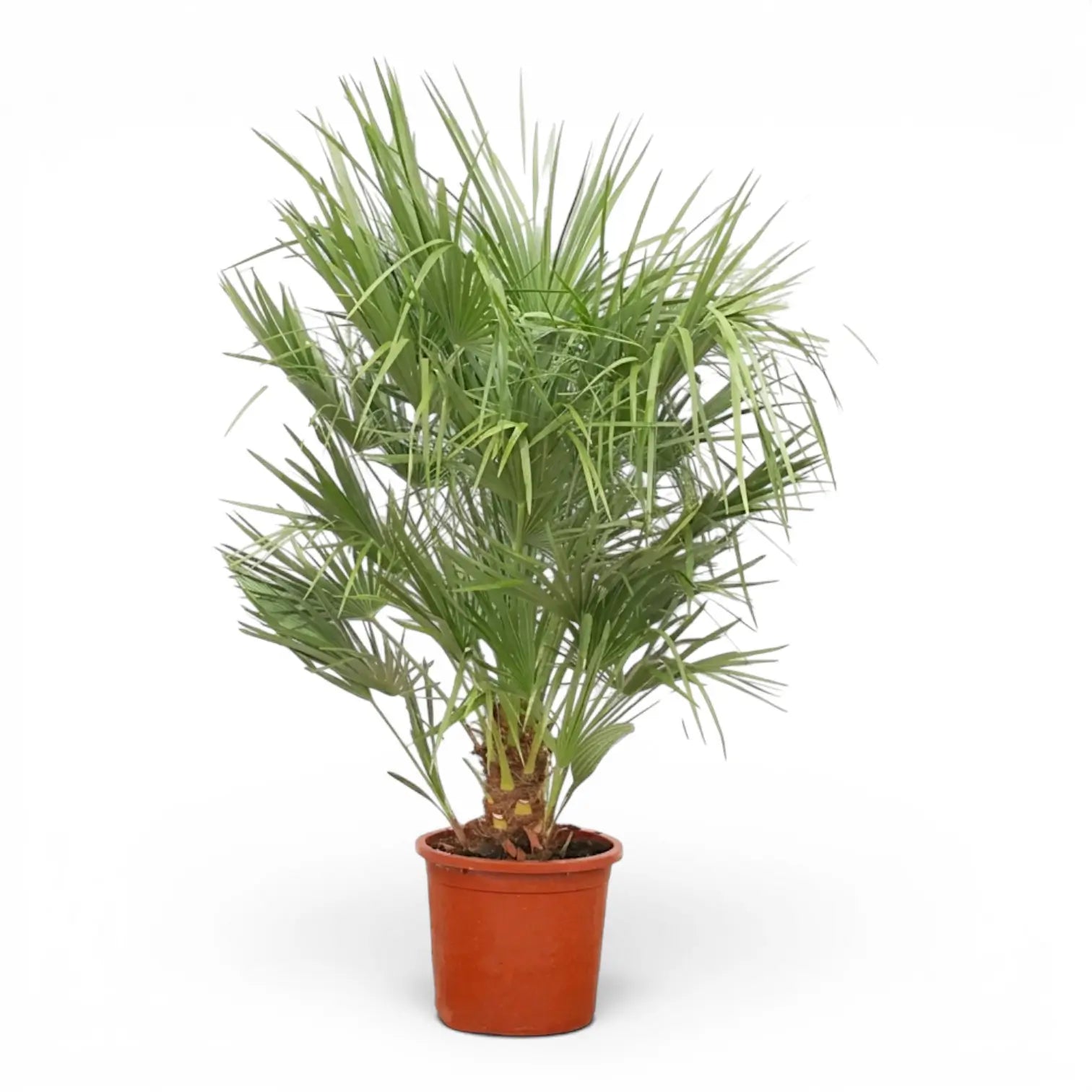Chamaerops humilis, Europäische Zwergpalme als sehr große Pflanze im Kulturtopf.