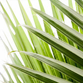 Chamaerops humilis, Europäische Zwergpalme mit fächerförmigen Wedeln in Nahaufnahme.