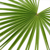 Chamaerops humilis, Europäische Zwergpalme mit fächerförmigen Wedeln in Nahaufnahme.