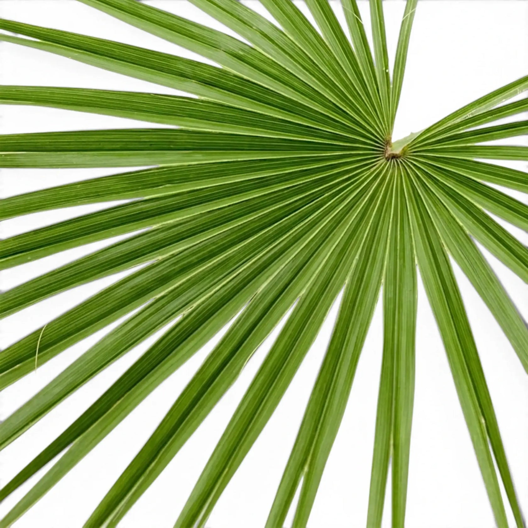 Chamaerops humilis, Europäische Zwergpalme mit fächerförmigen Wedeln in Nahaufnahme.