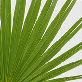 Chamaerops humilis, Europäische Zwergpalme mit fächerförmigen Wedeln in Nahaufnahme.