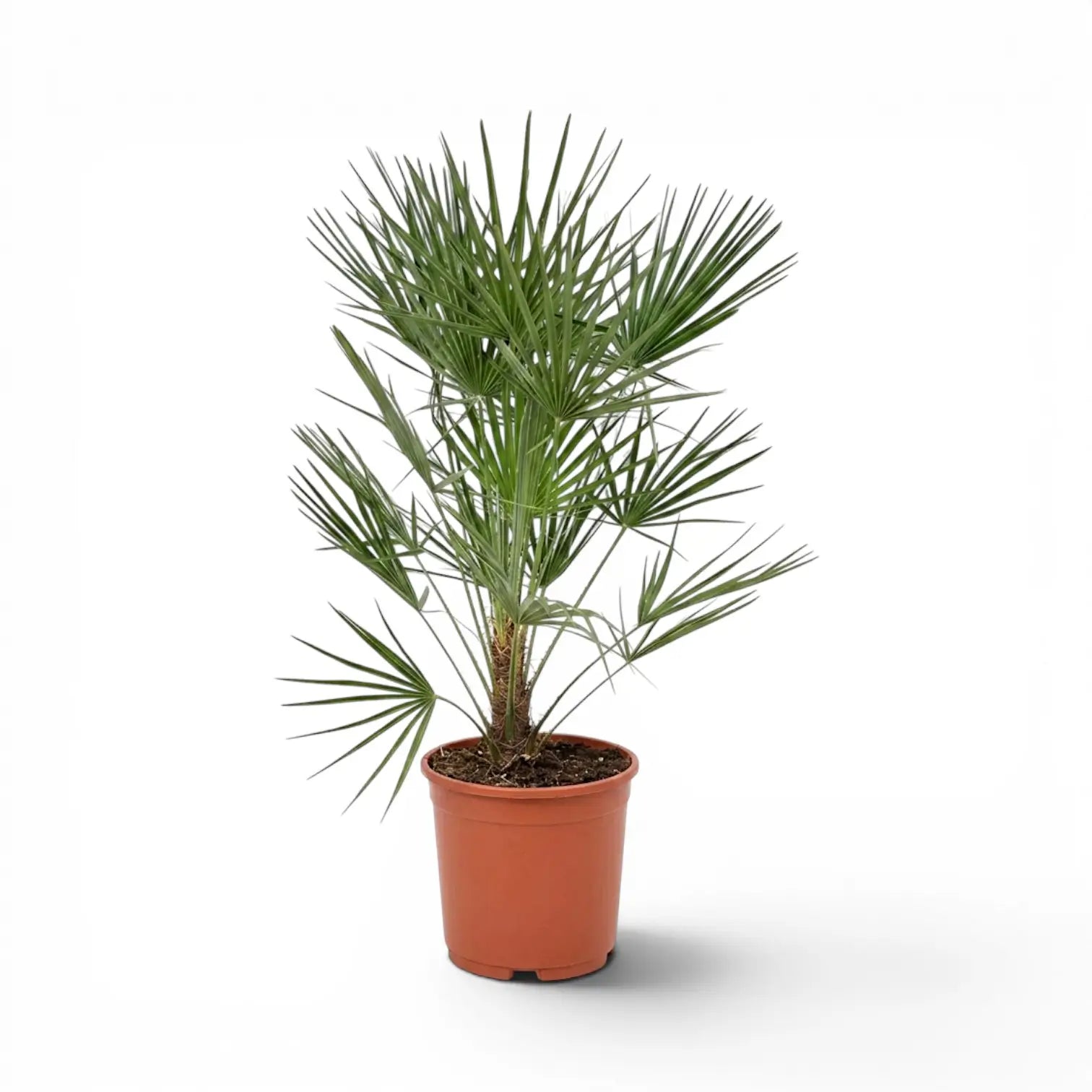Chamaerops humilis, Europäische Zwergpalme als große Pflanze im Kulturtopf.