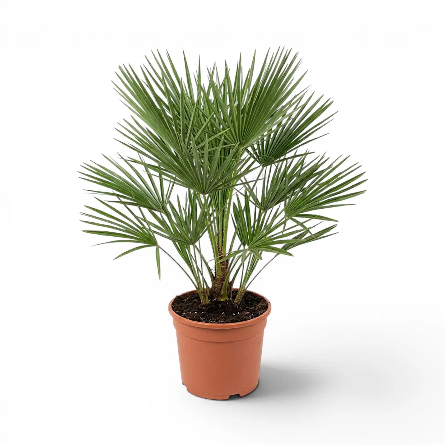 Chamaerops humilis, Europäische Zwergpalme als große Pflanze im Kulturtopf.