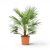 Chamaerops humilis, Europäische Zwergpalme als große Pflanze im Kulturtopf.