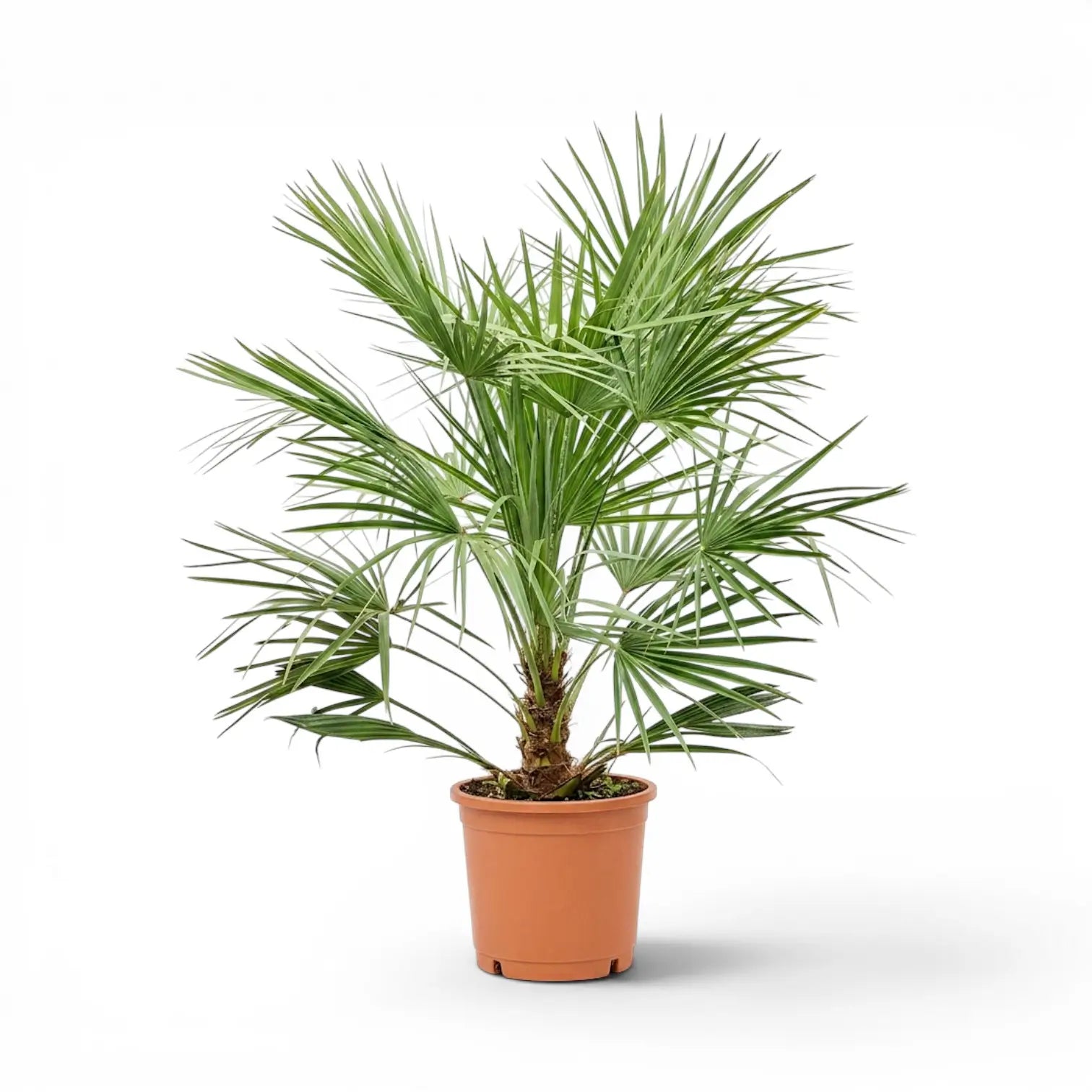 Chamaerops humilis, Europäische Zwergpalme als große Pflanze im Kulturtopf.