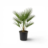 Chamaerops humilis, Europäische Zwergpalme als mittelgroße Pflanze im Kulturtopf.