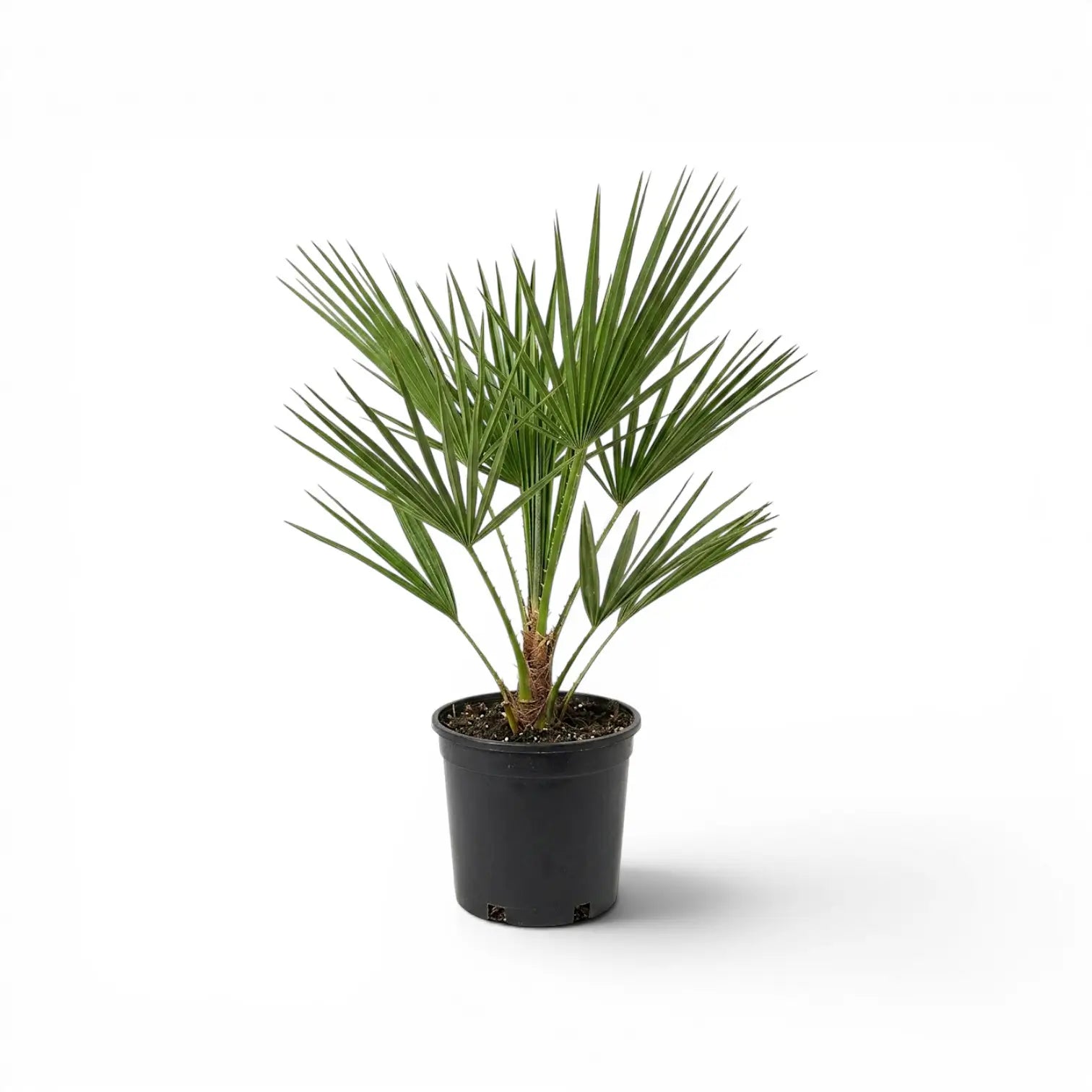 Chamaerops humilis, Europäische Zwergpalme als mittelgroße Pflanze im Kulturtopf.