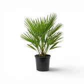 Chamaerops humilis, Europäische Zwergpalme als mittelgroße Pflanze im Kulturtopf.