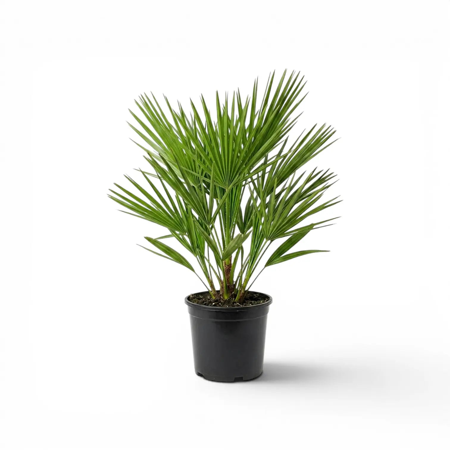 Chamaerops humilis, Europäische Zwergpalme als mittelgroße Pflanze im Kulturtopf.