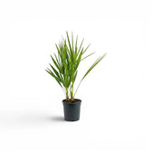 Chamaerops humilis, Europäische Zwergpalme als kleine Pflanze im Kulturtopf.