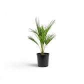 Chamaerops humilis, Europäische Zwergpalme als kleine Pflanze im Kulturtopf.