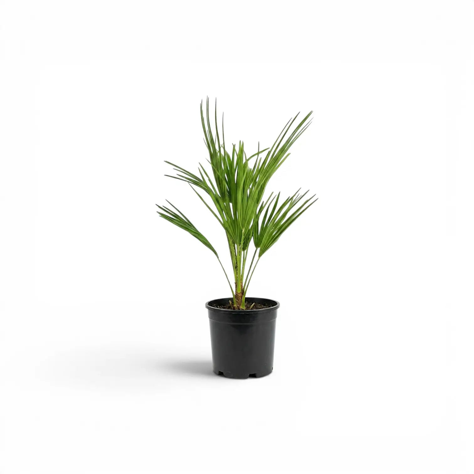 Chamaerops humilis, Europäische Zwergpalme als kleine Pflanze im Kulturtopf.