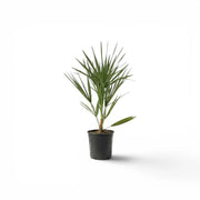 Chamaerops humilis, Europäische Zwergpalme als kleine Pflanze im Kulturtopf.