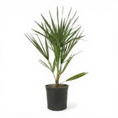 Chamaerops humilis