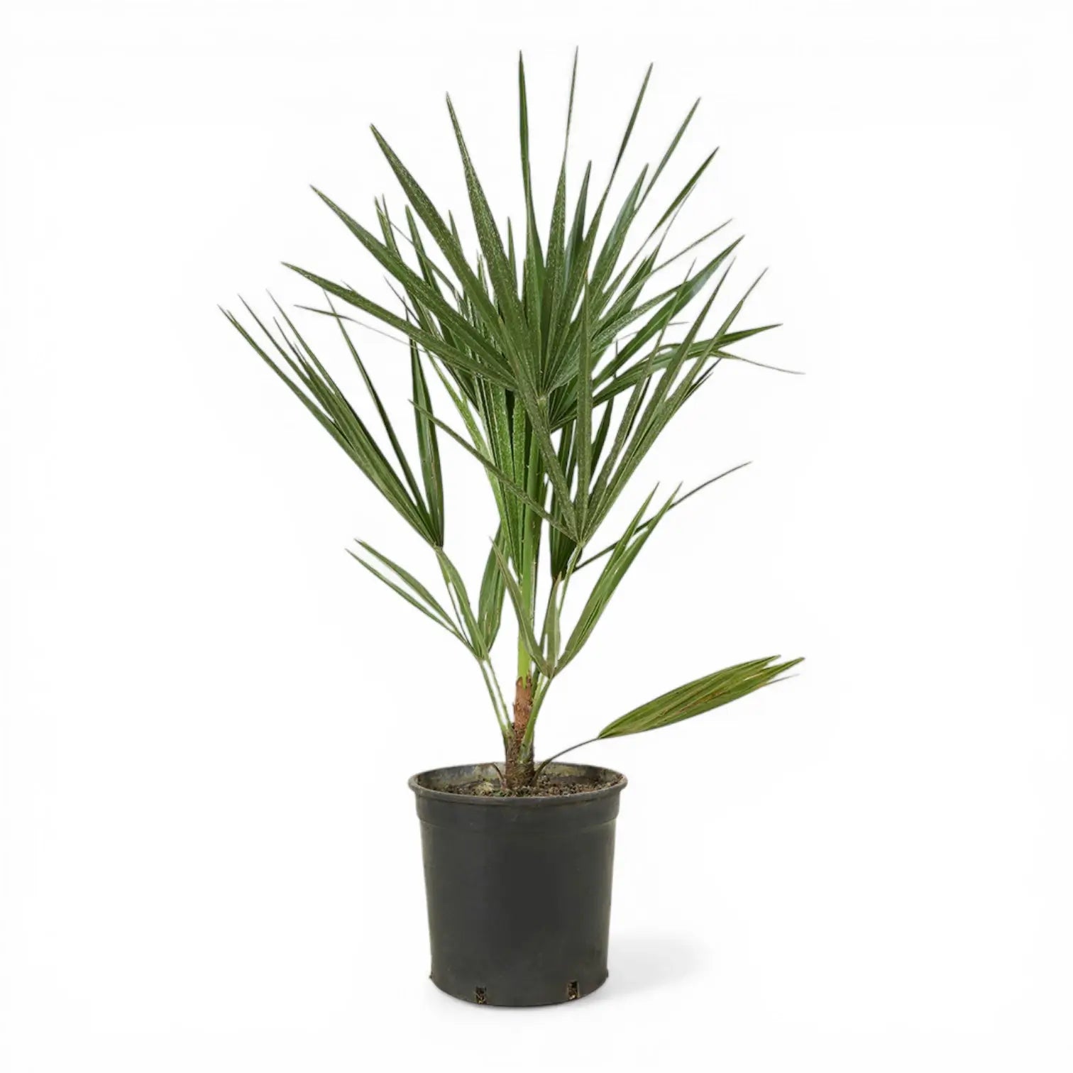 Chamaerops humilis