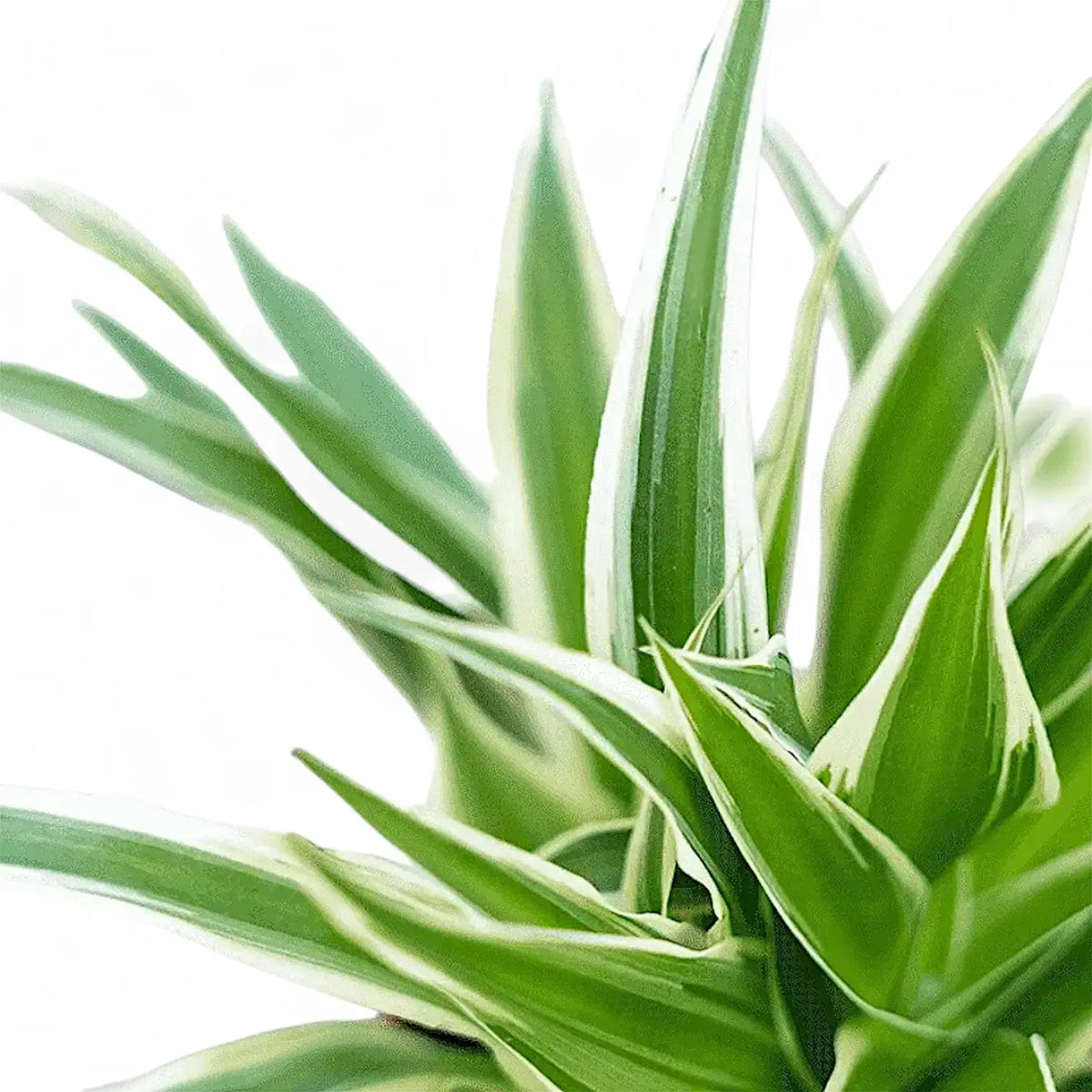 chlorophytum charlotte Chlorophytum comosum 'Ocean' – Foliage Factory