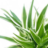 Nahaufnahme eines Blatts von Chlorophytum comosum 'Ocean' vor weißem Hintergrund.