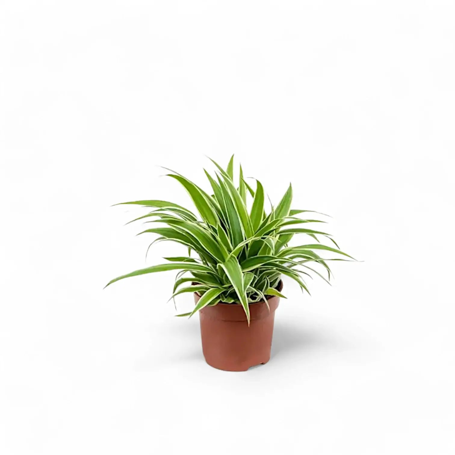 Chlorophytum comosum 'Ocean' potted plant in nursery pot on white background.