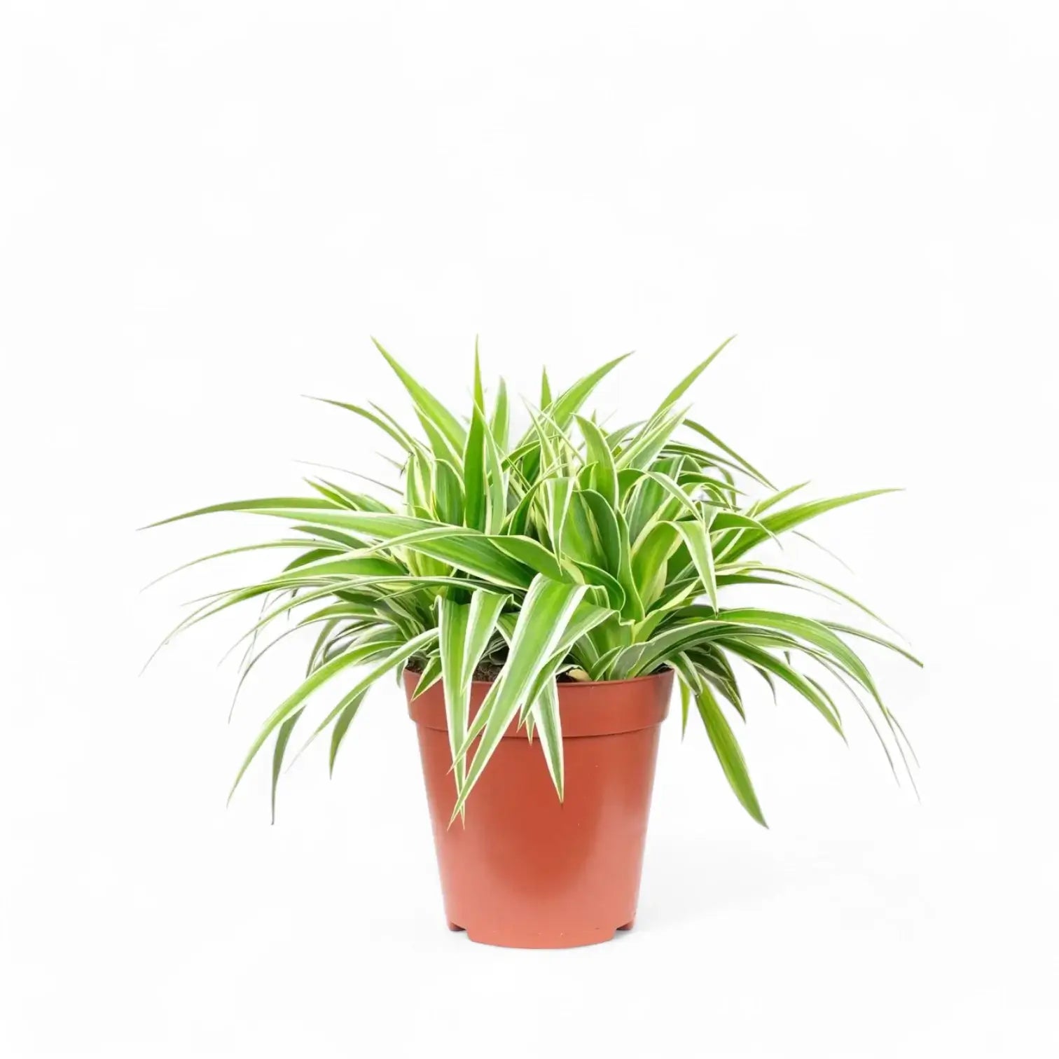 Chlorophytum comosum 'Ocean' potted plant in nursery pot on white background.