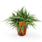 chlorophytum ocean care Chlorophytum comosum 'Ocean' – Foliage Factory