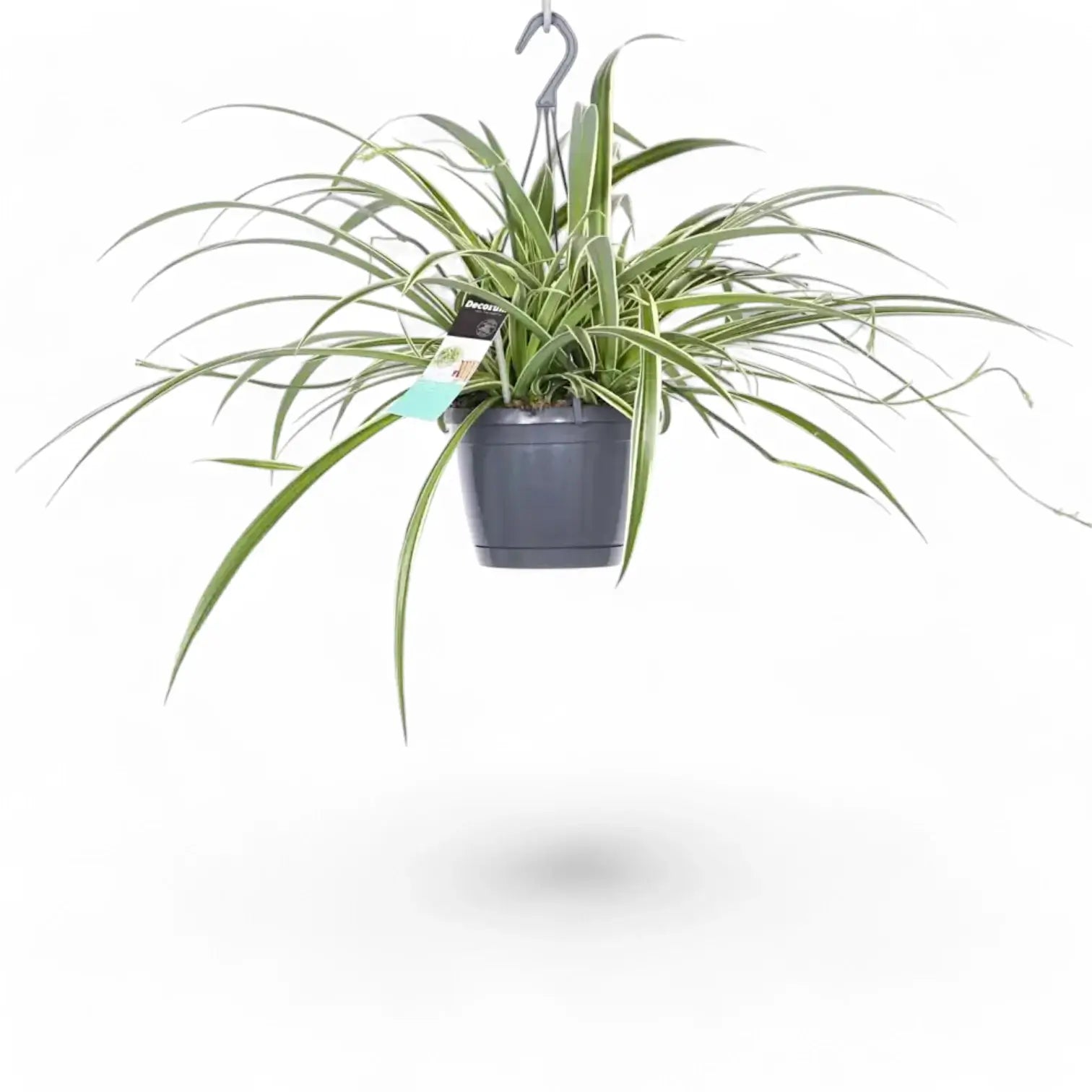 Chlorophytum comosum 'Ocean' potted plant in nursery pot on white background.