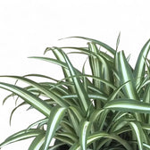Chlorophytum comosum variegatum leaf detail on white background.