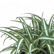 Chlorophytum comosum variegatum – Blattdetail vor weißem Hintergrund..