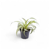 Chlorophytum comosum variegatum potted plant in nursery pot on white background.
