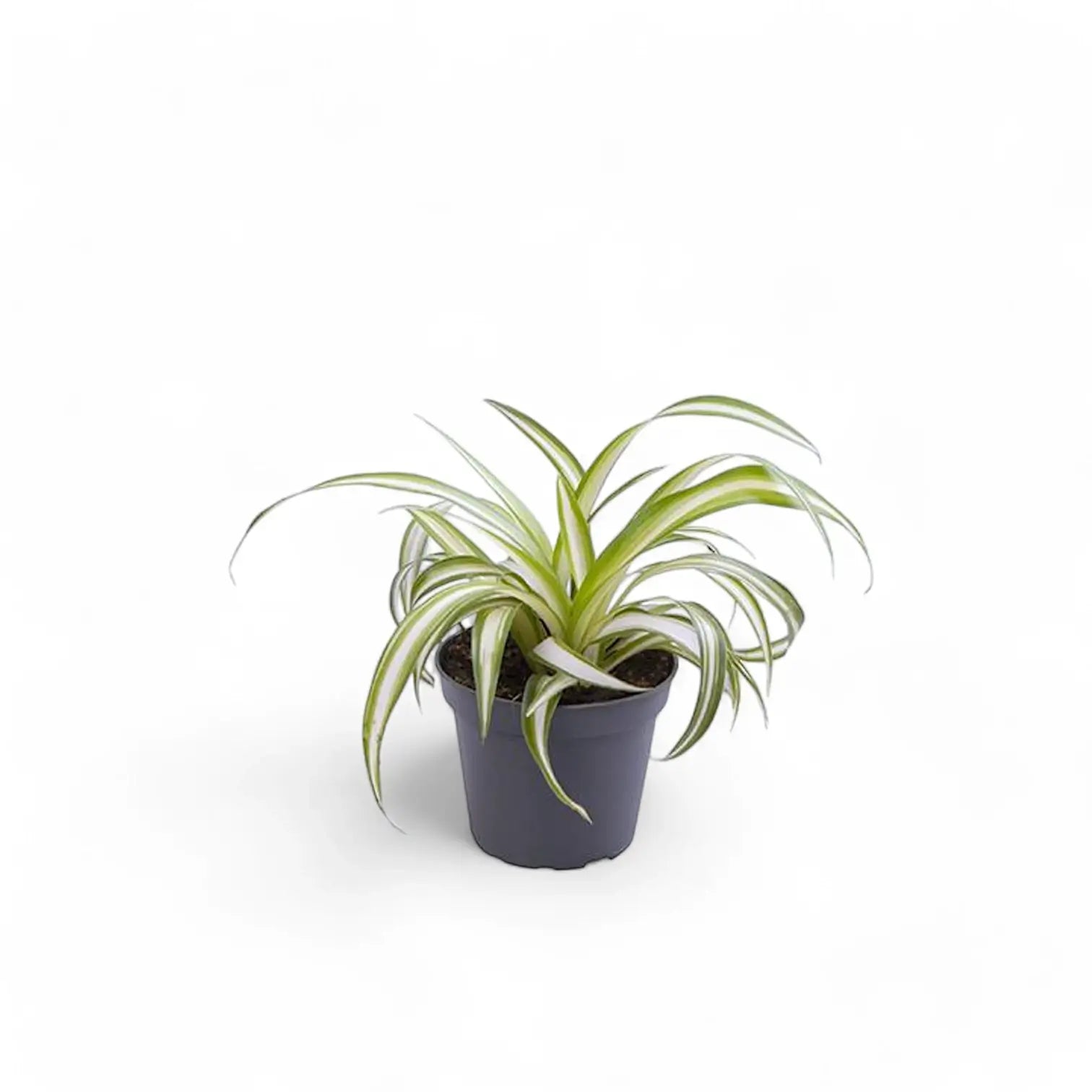 Chlorophytum comosum variegatum potted plant in nursery pot on white background.